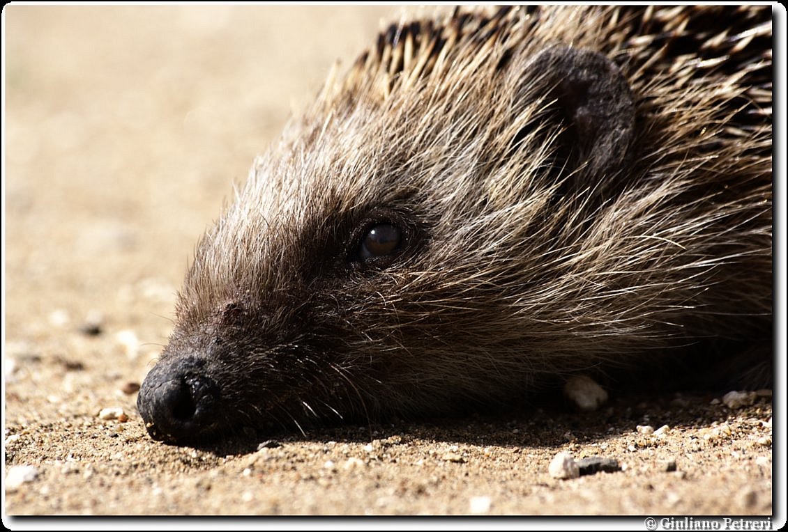 riccio (Erinaceus europaeus) tattica difensiva