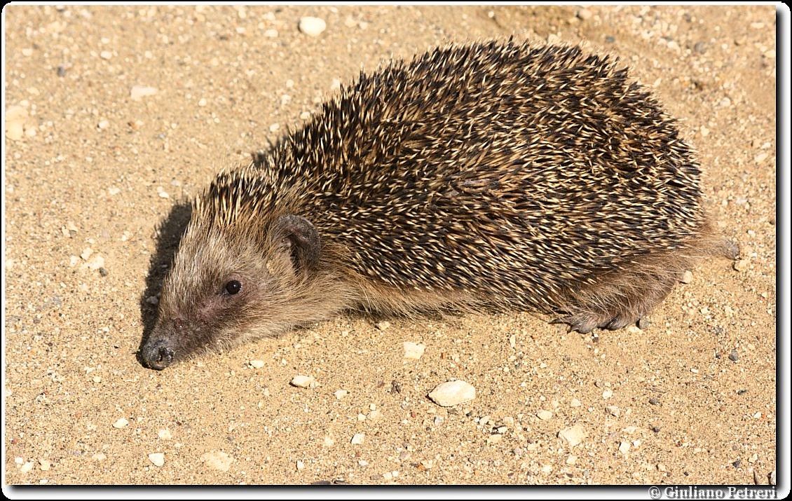 riccio (Erinaceus europaeus) tattica difensiva
