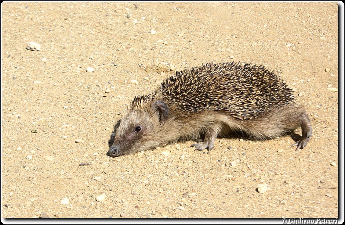 riccio (Erinaceus europaeus) tattica difensiva
