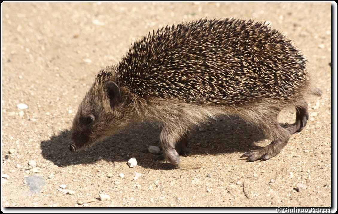 riccio (Erinaceus europaeus) tattica difensiva