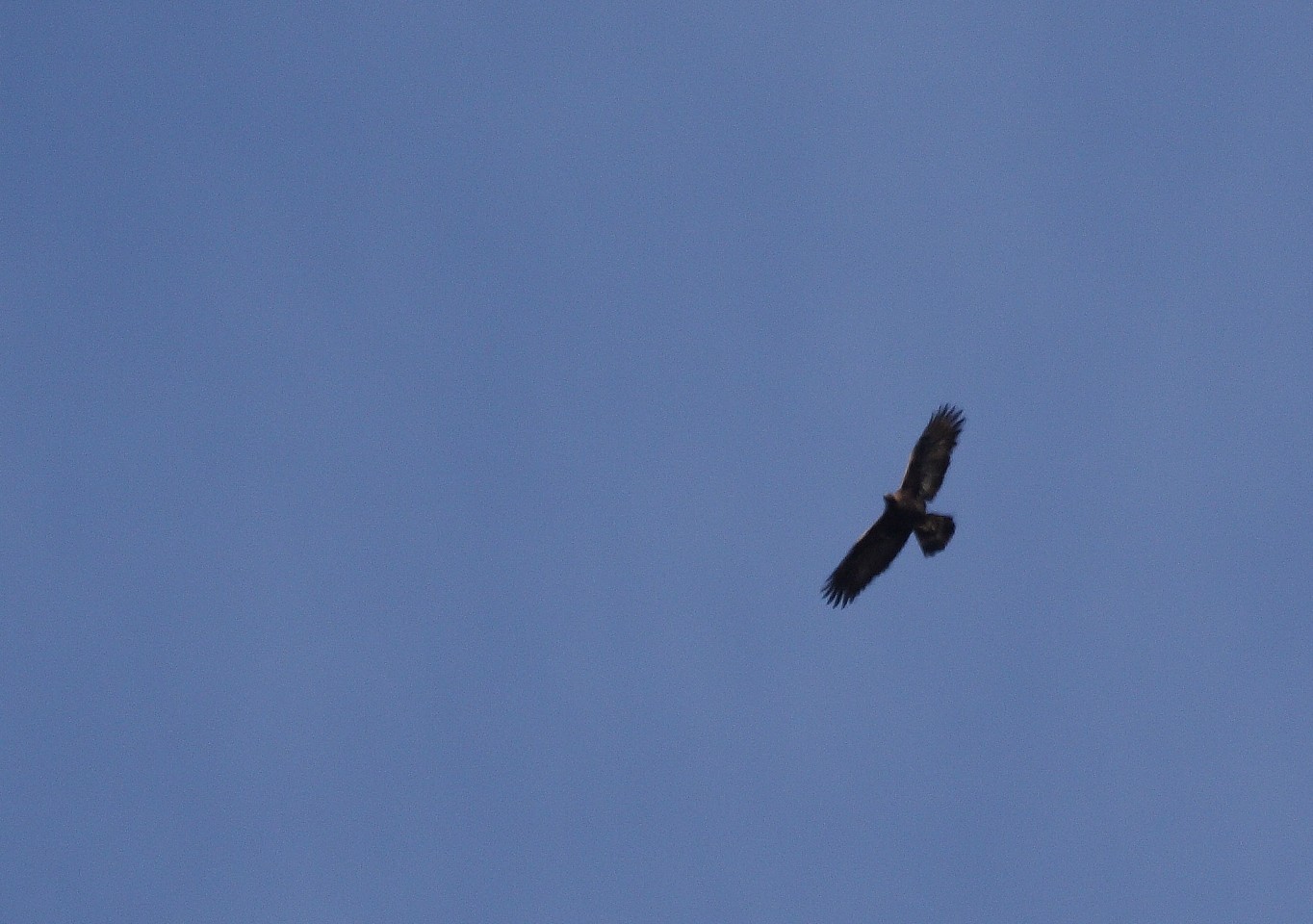 aquila reale e avvoltoio grifone