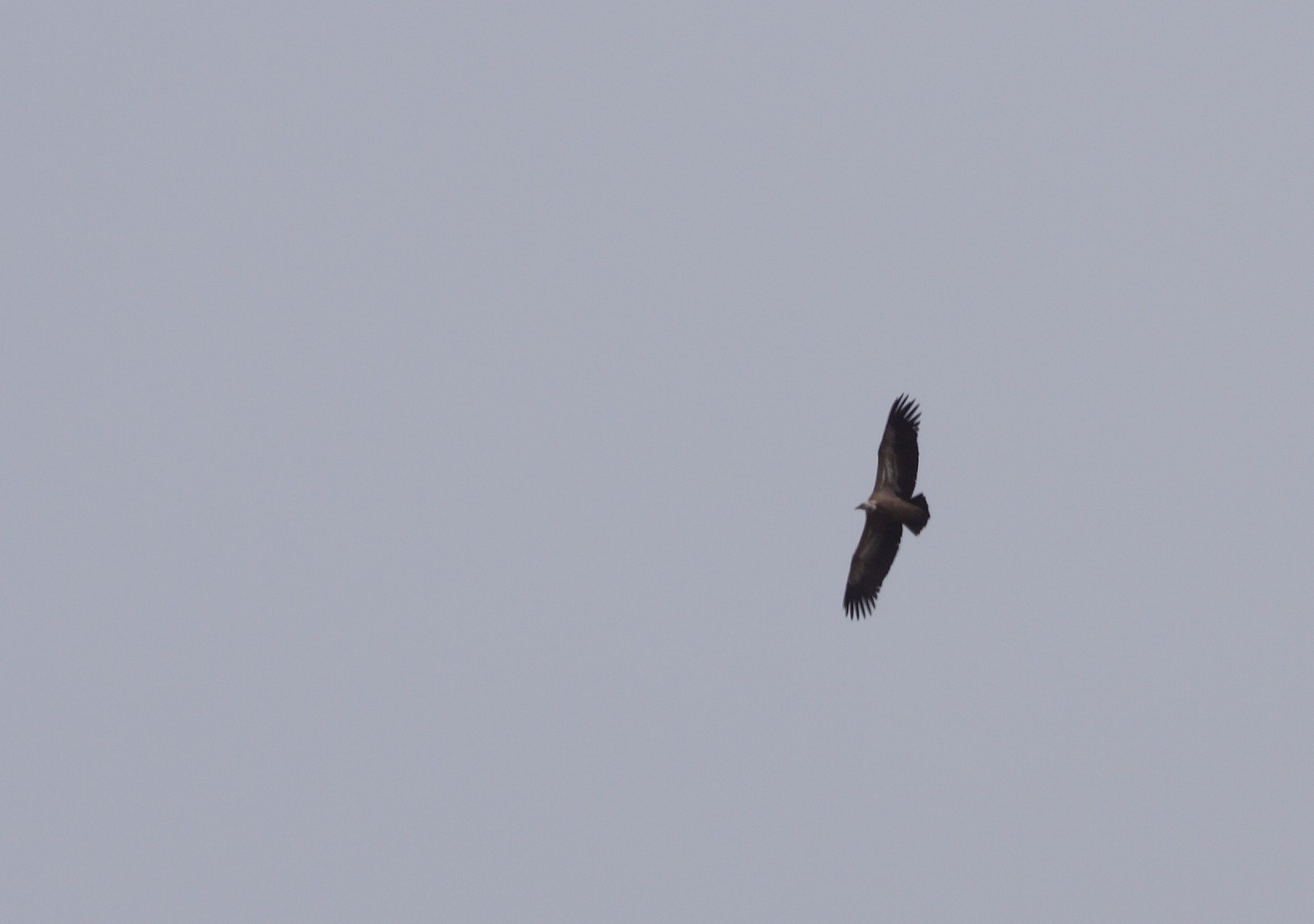 aquila reale e avvoltoio grifone