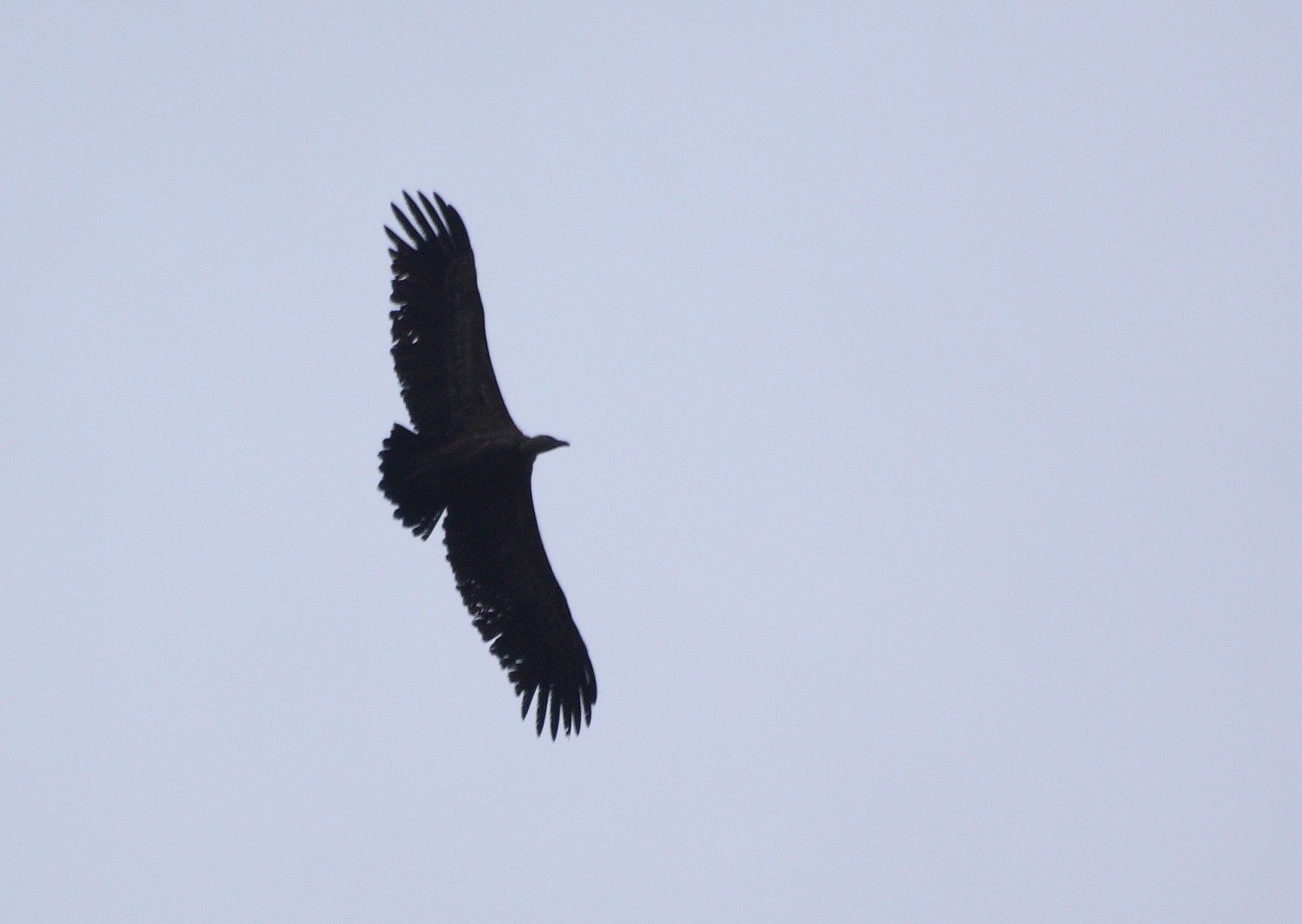 aquila reale e avvoltoio grifone