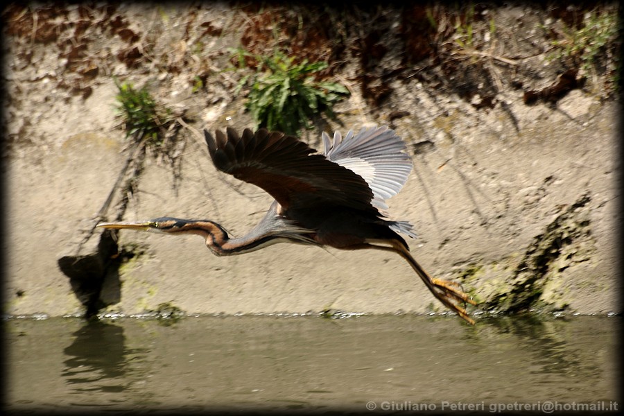 airone rosso in caccia