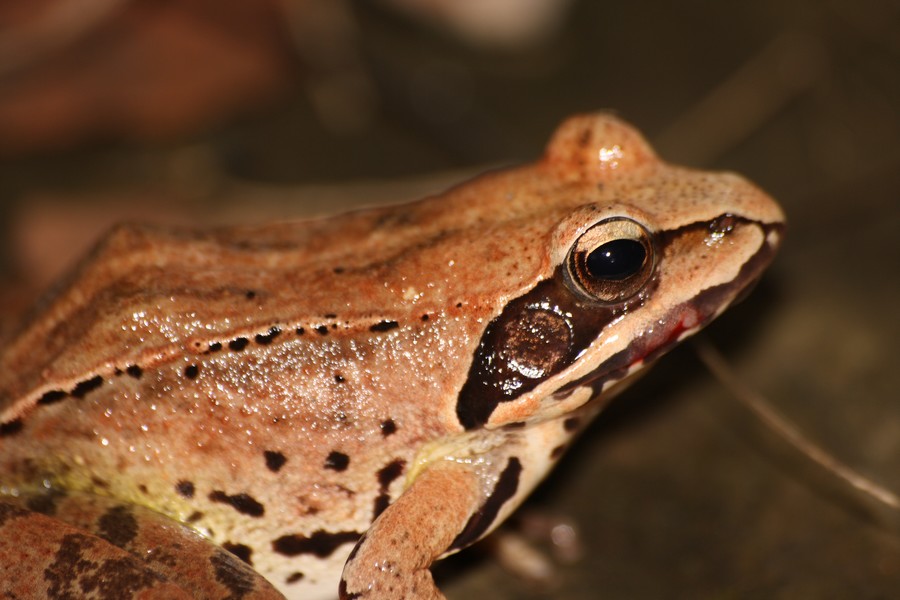 dalmatina con vescicola sul labro