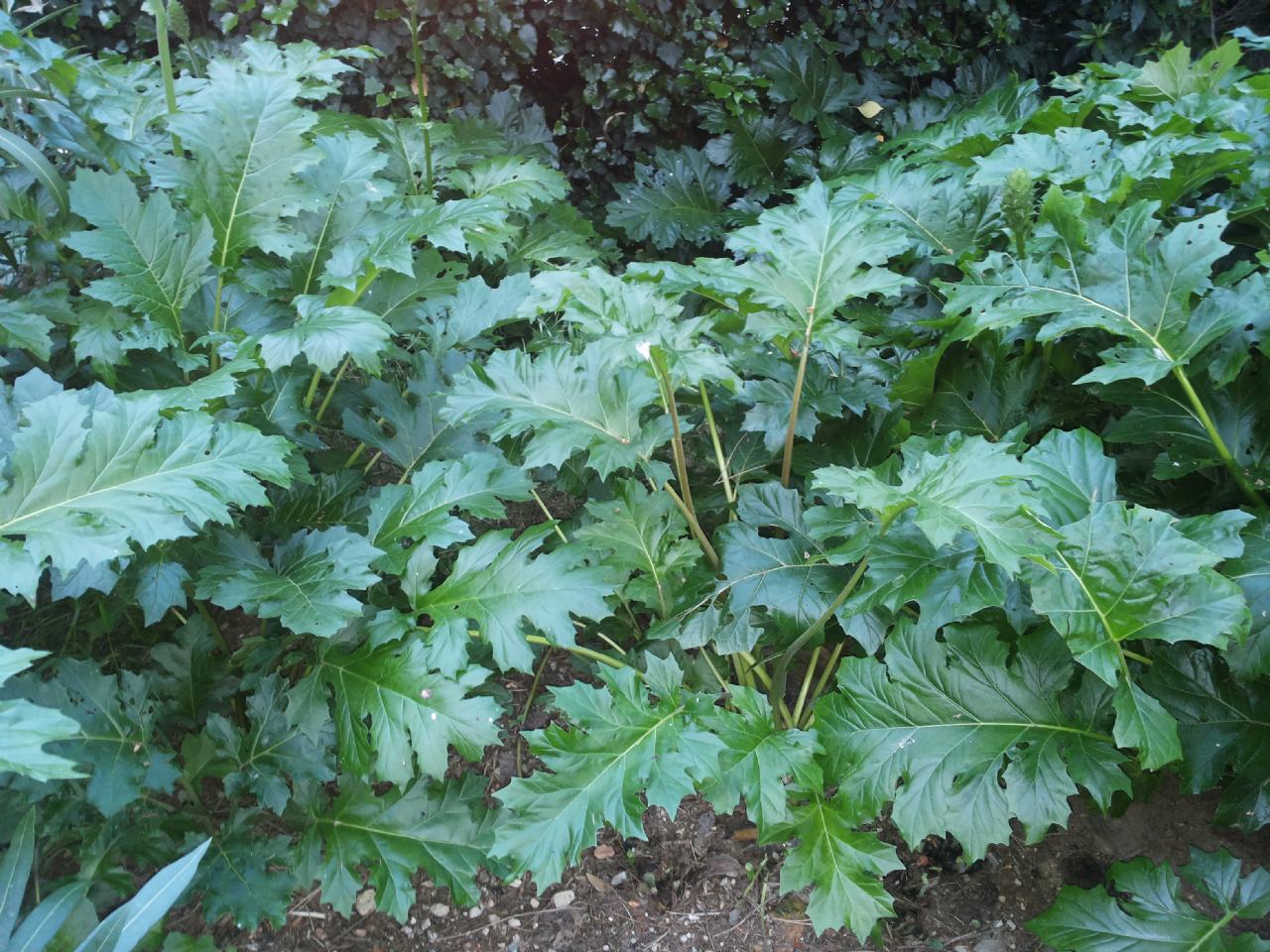 Pianta a foglie larghe - Acanthus mollis