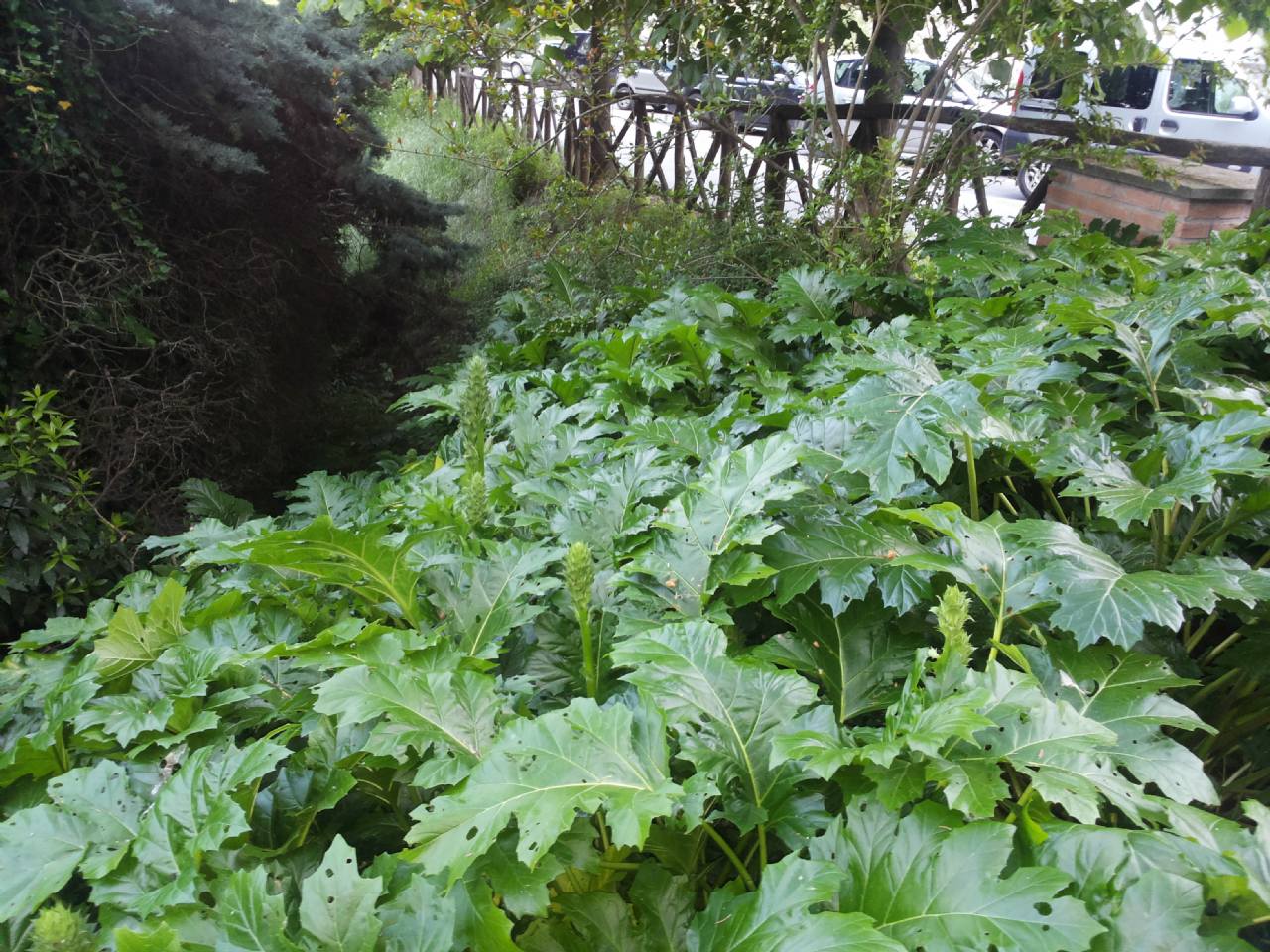 Pianta a foglie larghe - Acanthus mollis