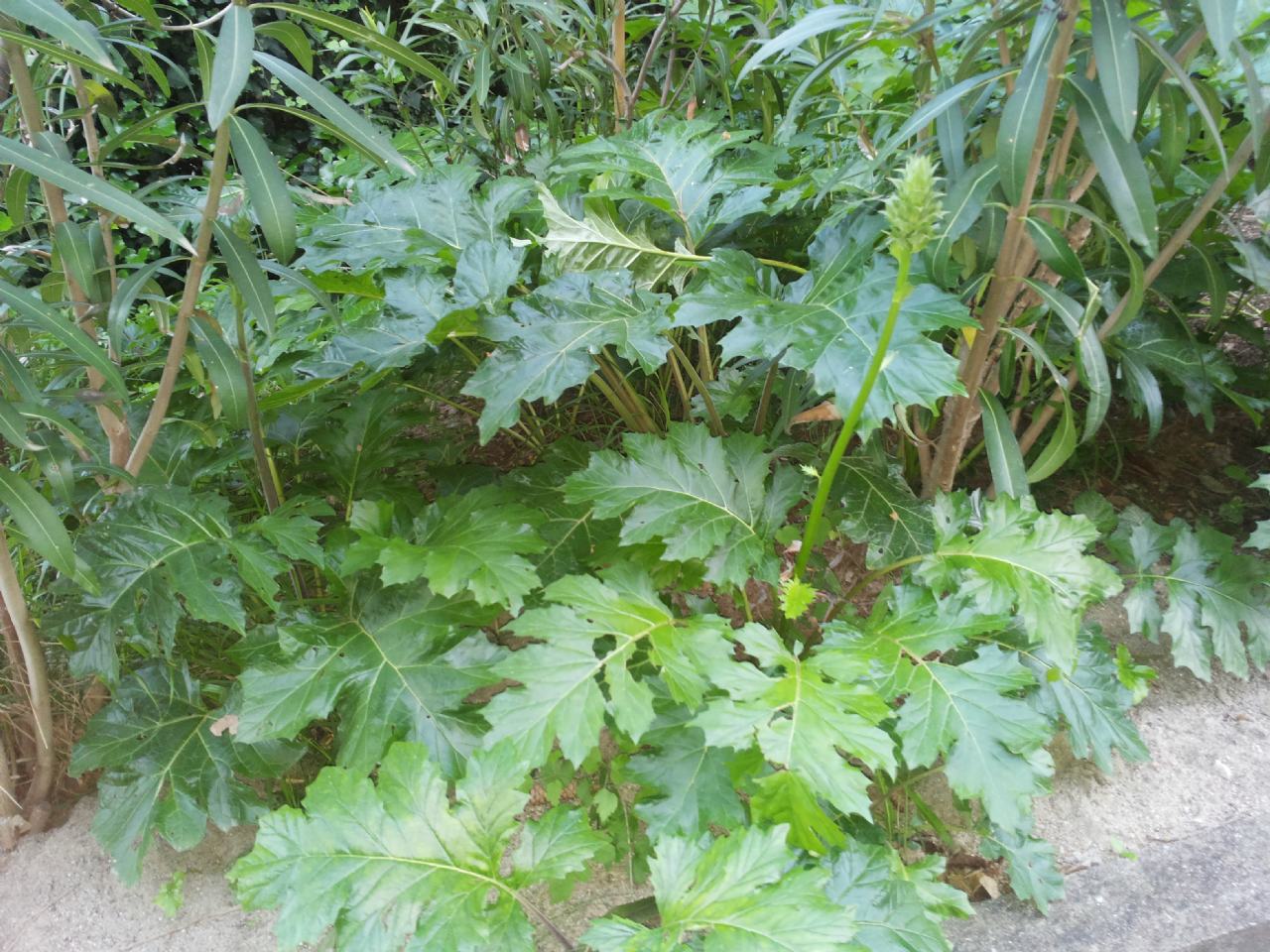 Pianta a foglie larghe - Acanthus mollis