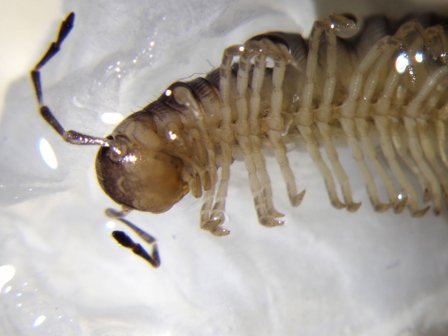 Identificazione diplopode trovato in galleria artificiale Trieste