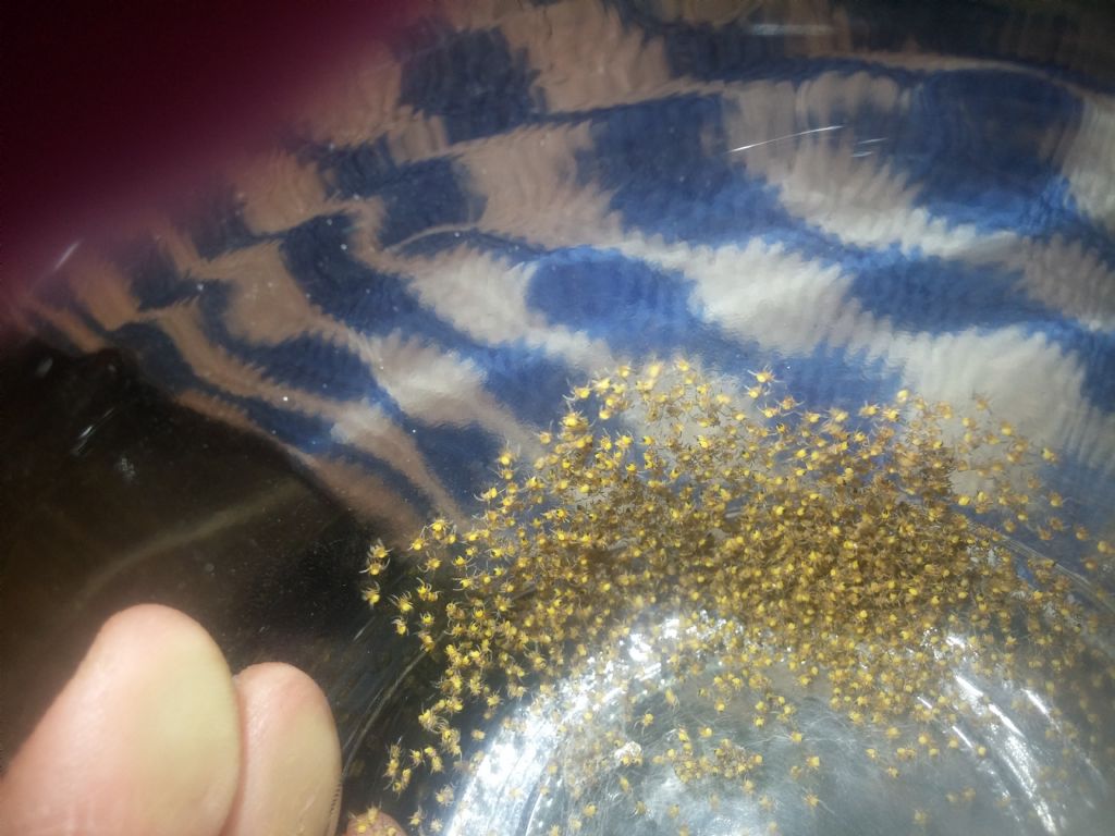 Identificazione ragnetti gialli:  sling di Araneidae