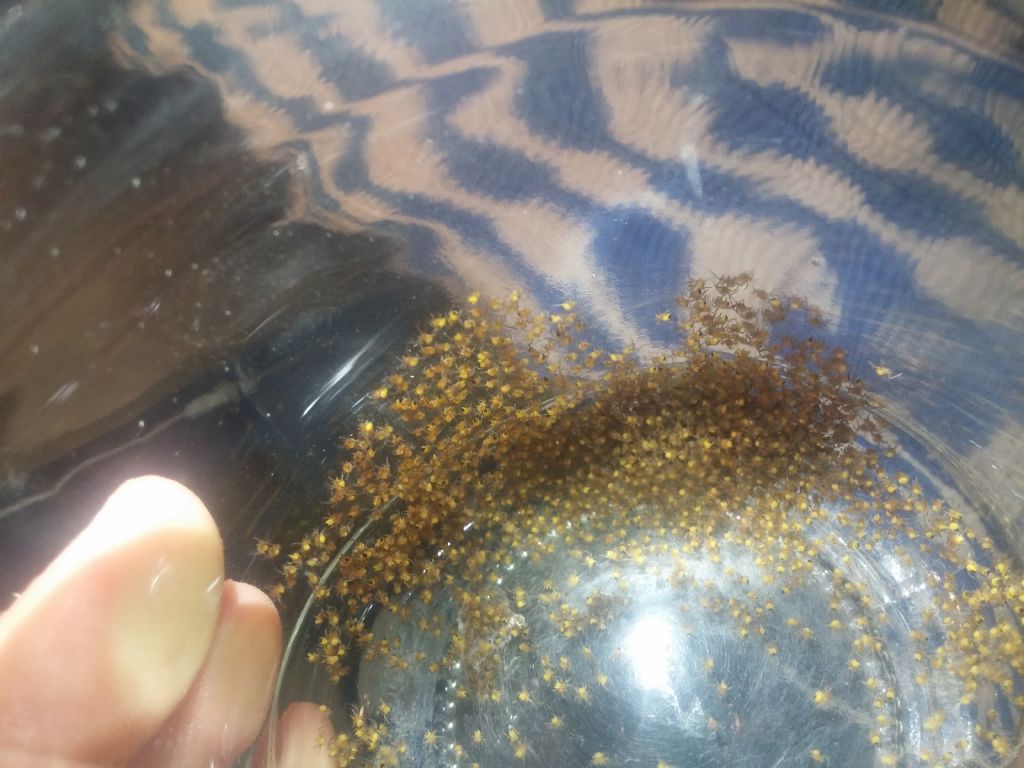Identificazione ragnetti gialli:  sling di Araneidae