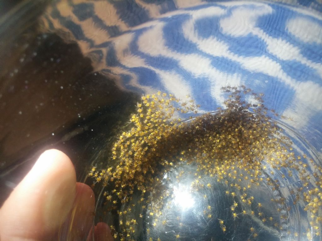 Identificazione ragnetti gialli:  sling di Araneidae