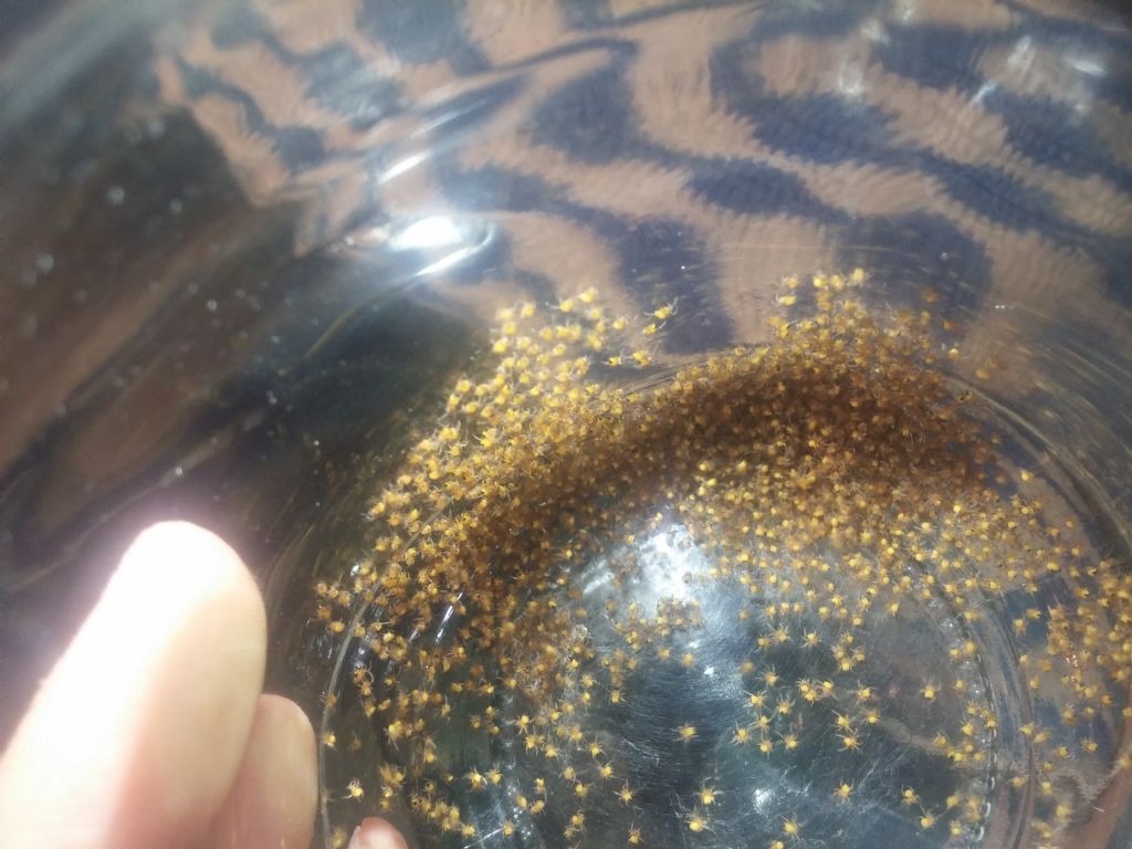 Identificazione ragnetti gialli:  sling di Araneidae