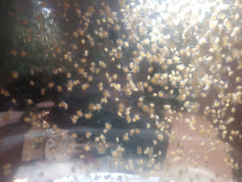 Identificazione ragnetti gialli:  sling di Araneidae