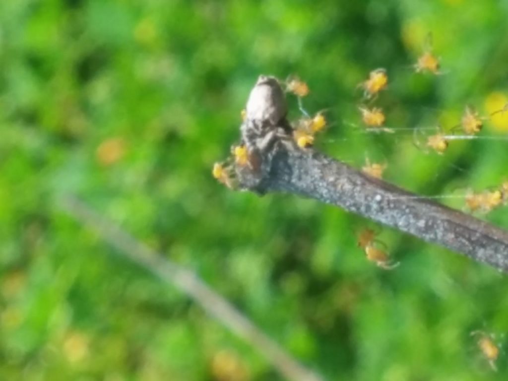 Identificazione ragnetti gialli:  sling di Araneidae