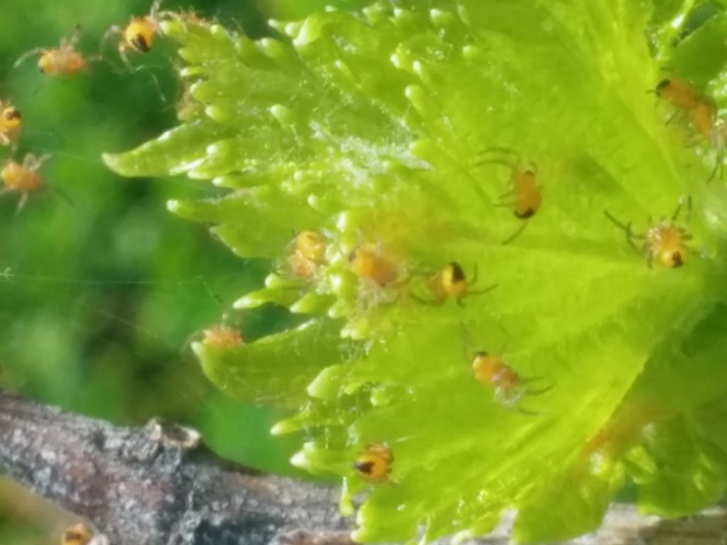 Identificazione ragnetti gialli:  sling di Araneidae