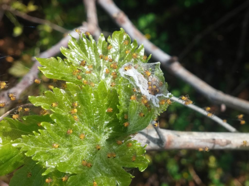 Identificazione ragnetti gialli:  sling di Araneidae