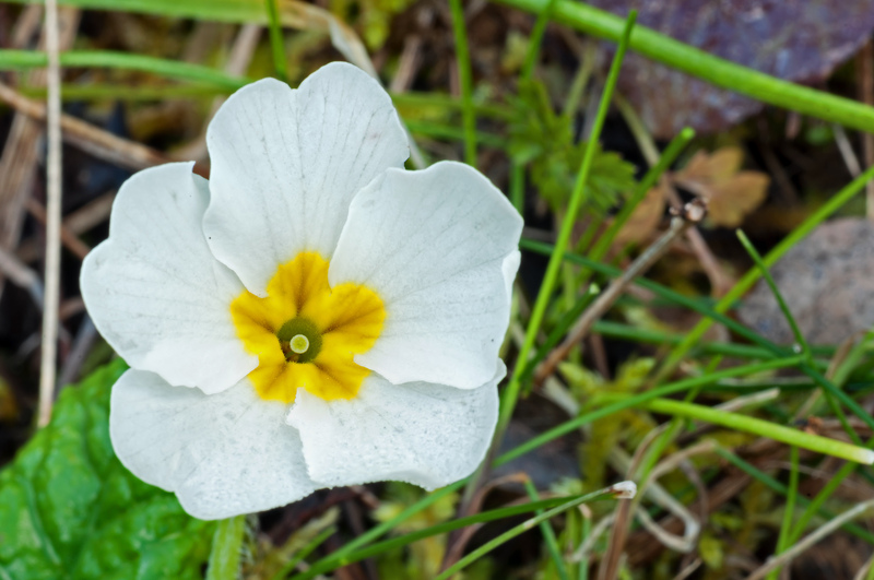 Primula vulgaris