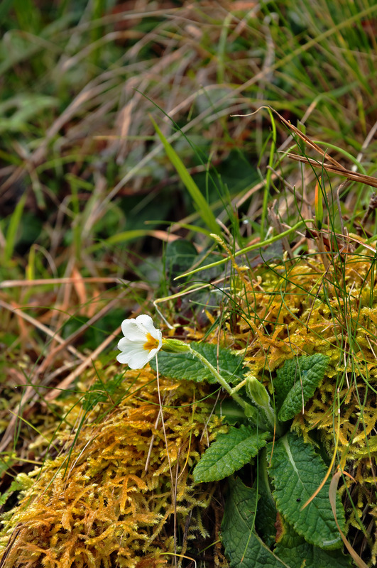 Primula vulgaris