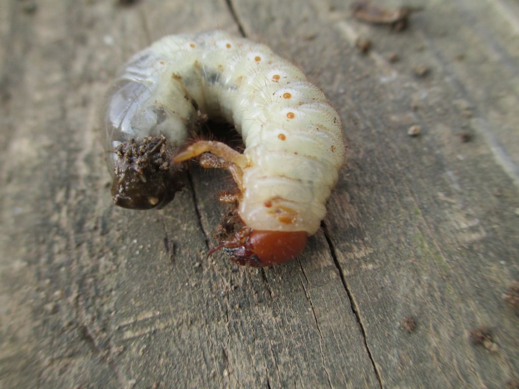 Coleottero e larva