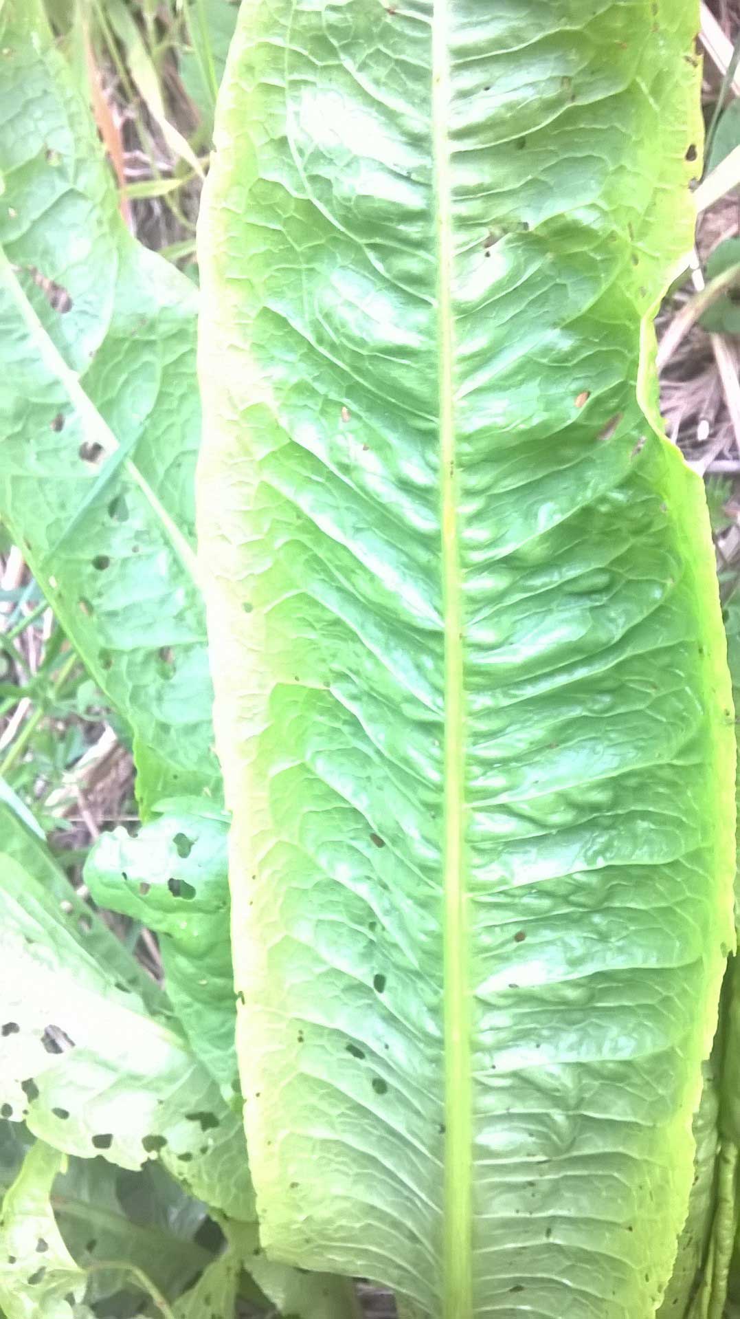 Rumex sp.