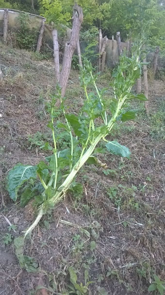 Beta vulgaris