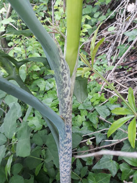Dracunculus vulgaris Schott. (Araceae)