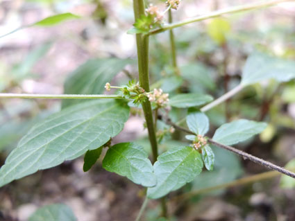 Acalypha virginica / Acalifa della Virginia