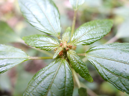 Acalypha virginica / Acalifa della Virginia