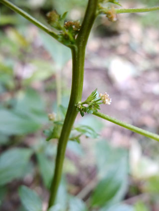 Acalypha virginica / Acalifa della Virginia