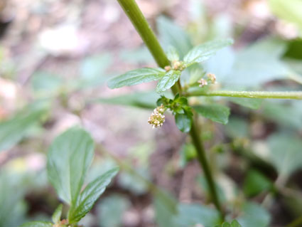 Acalypha virginica / Acalifa della Virginia