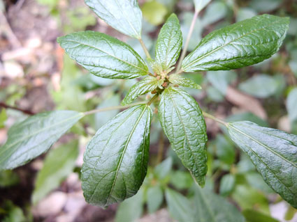 Acalypha virginica / Acalifa della Virginia