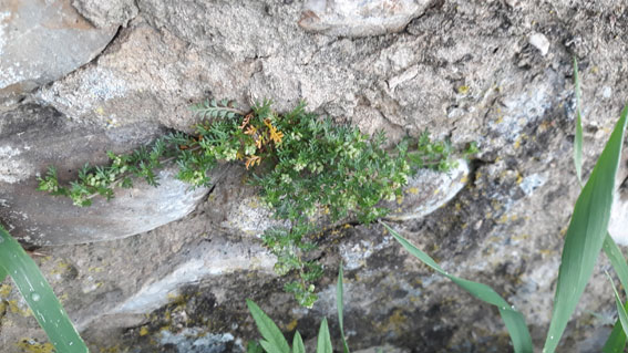 Lepidium didymum