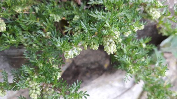 Lepidium didymum