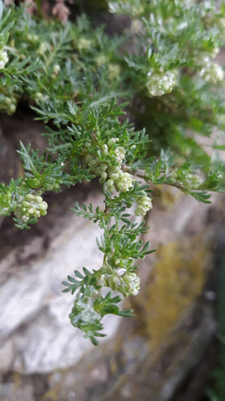 Lepidium didymum