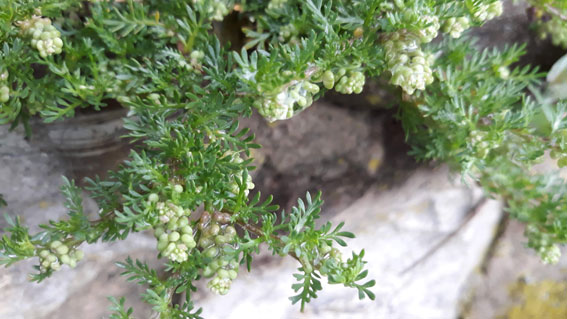 Lepidium didymum