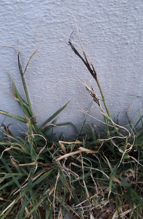 Cichorium intybus con patologia (Asteraceae)