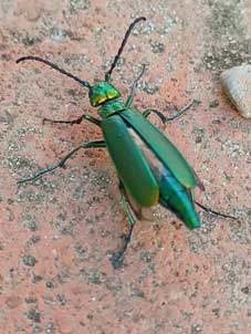 Meloidae: Lytta vesicatoria, femmina