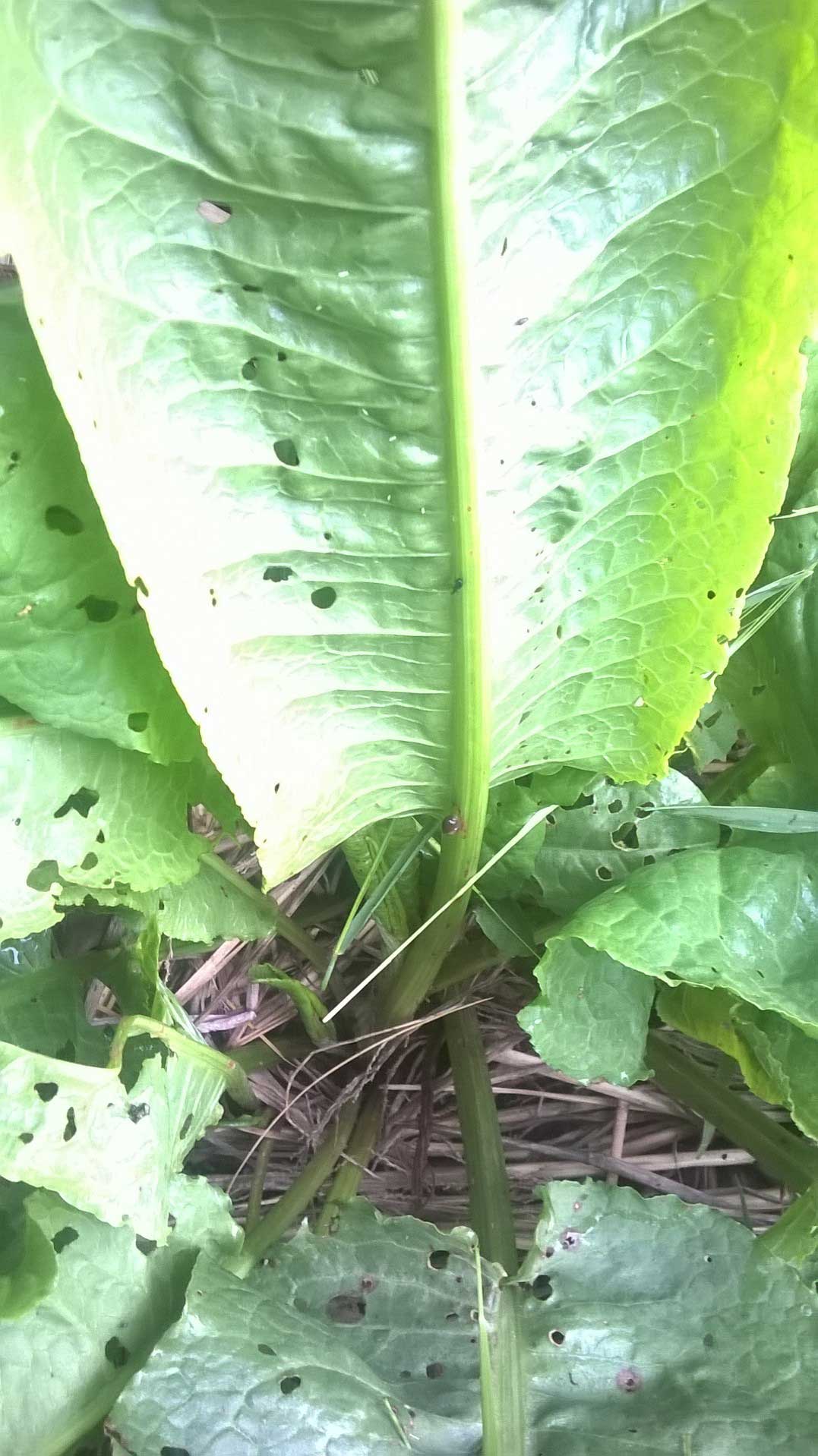 Rumex sp.