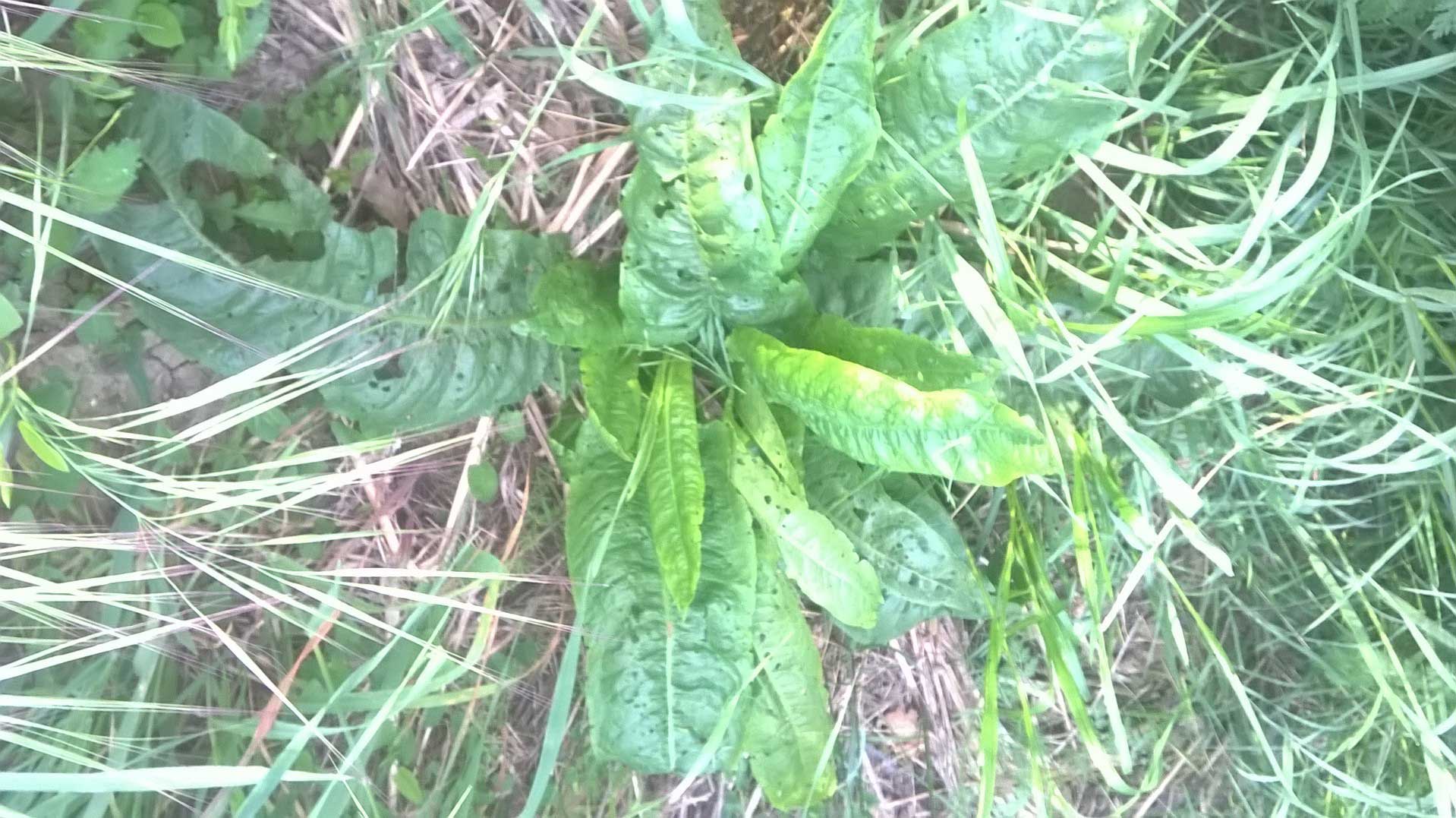 Rumex sp.