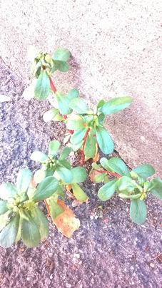 Portulaca cfr. oleracea