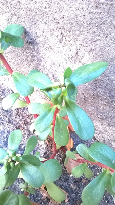 Portulaca cfr. oleracea
