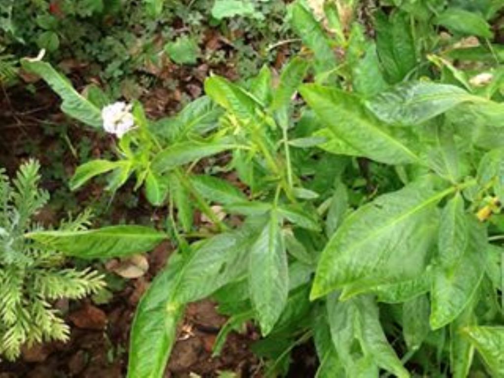 Solanum muricatum