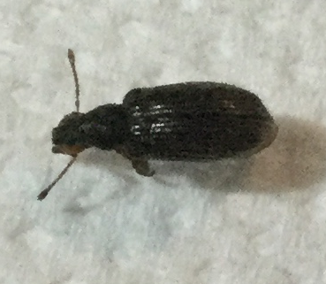 Curculionidae: Phyllobius oblongus