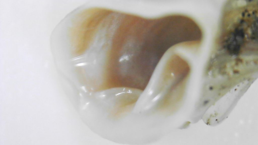 Aiuto determinazione: possibile famiglia Clausiliidae