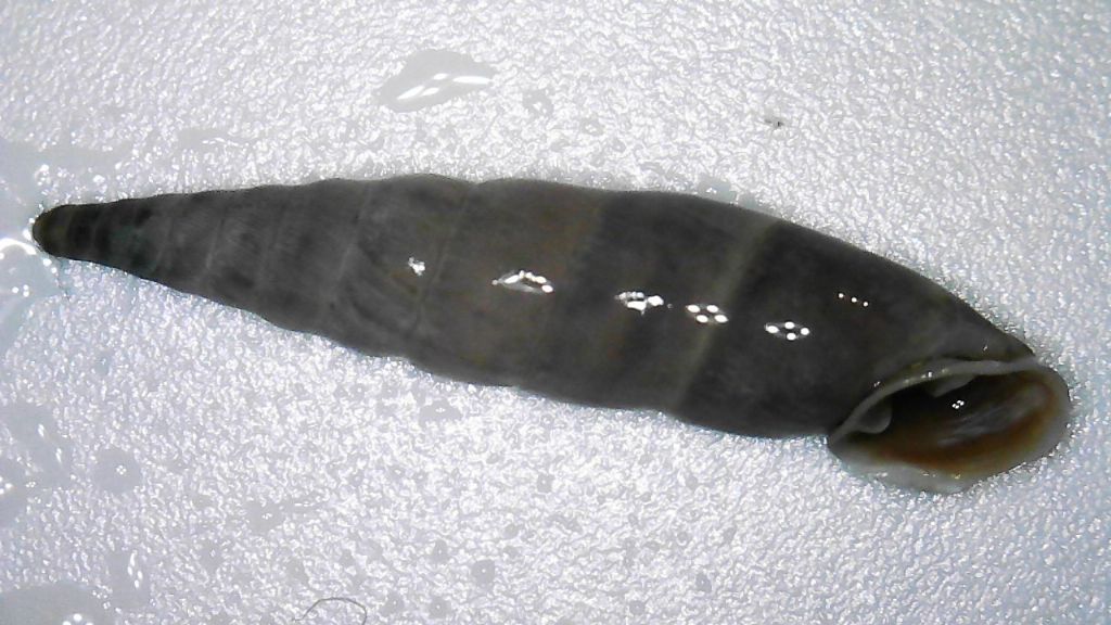 Aiuto determinazione: possibile famiglia Clausiliidae