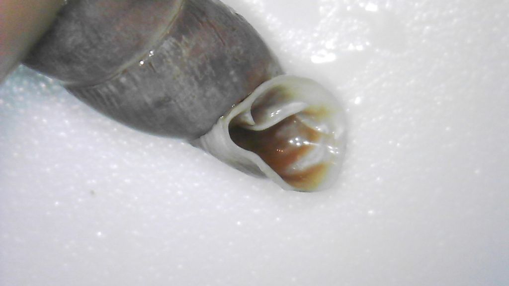 Aiuto determinazione: possibile famiglia Clausiliidae