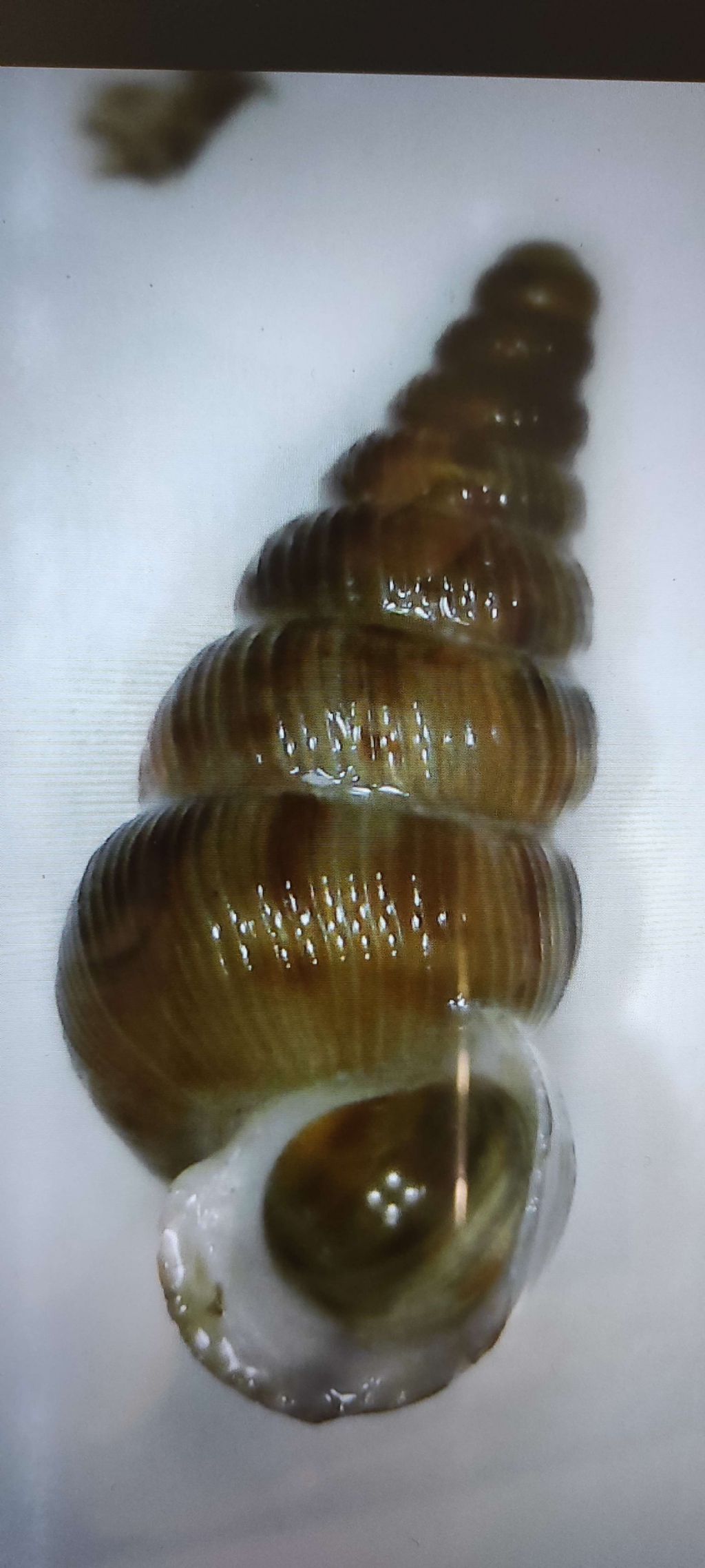 Aiuto identificazione gasteropode acqua dolce
