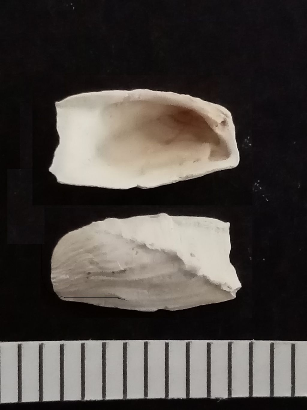 Determinazione fossile Hatellidae