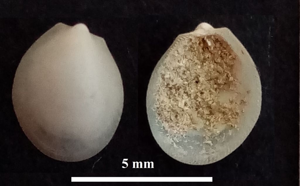 Potrebbe trattarsi di una Limea?